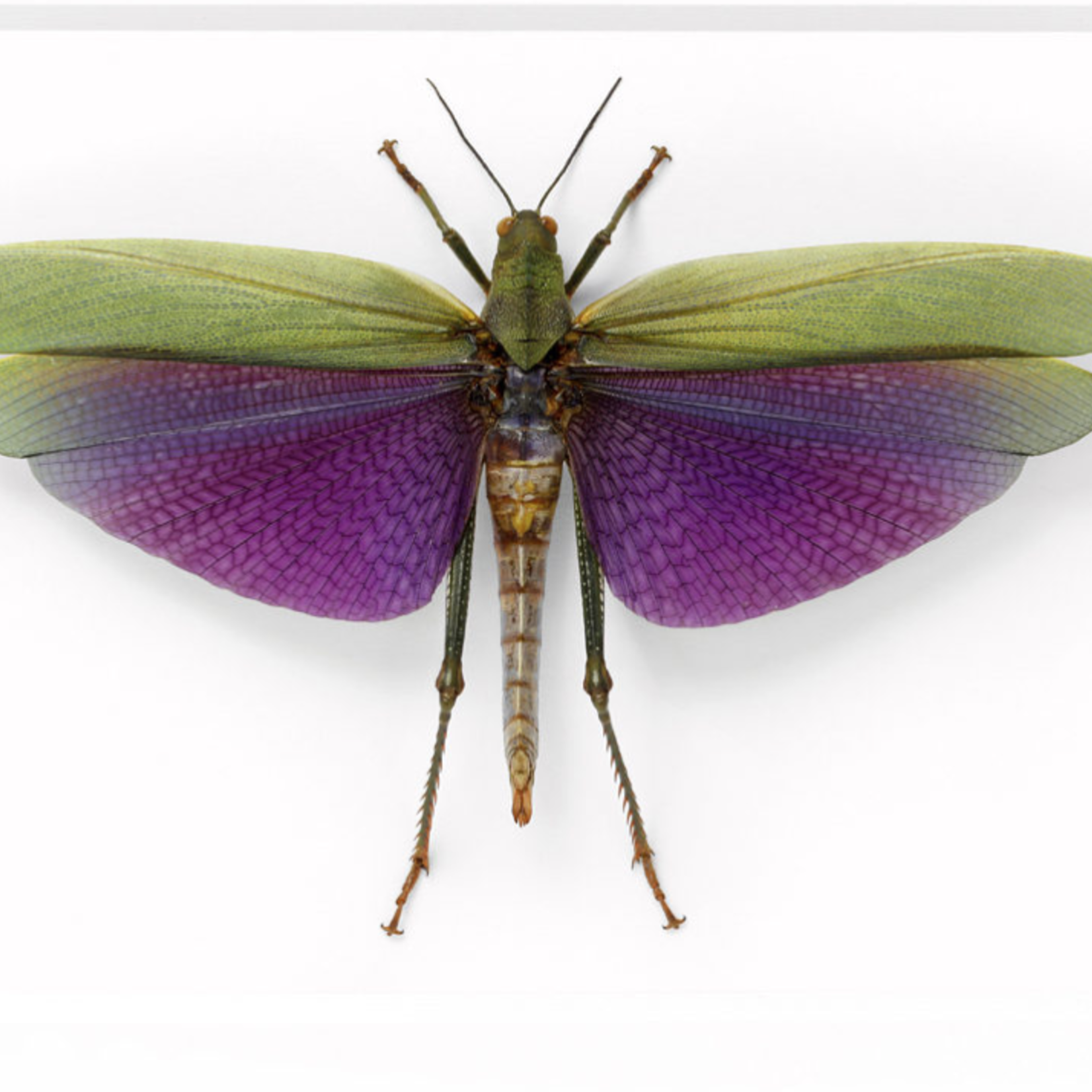 Amazonian Grasshopper 14x11