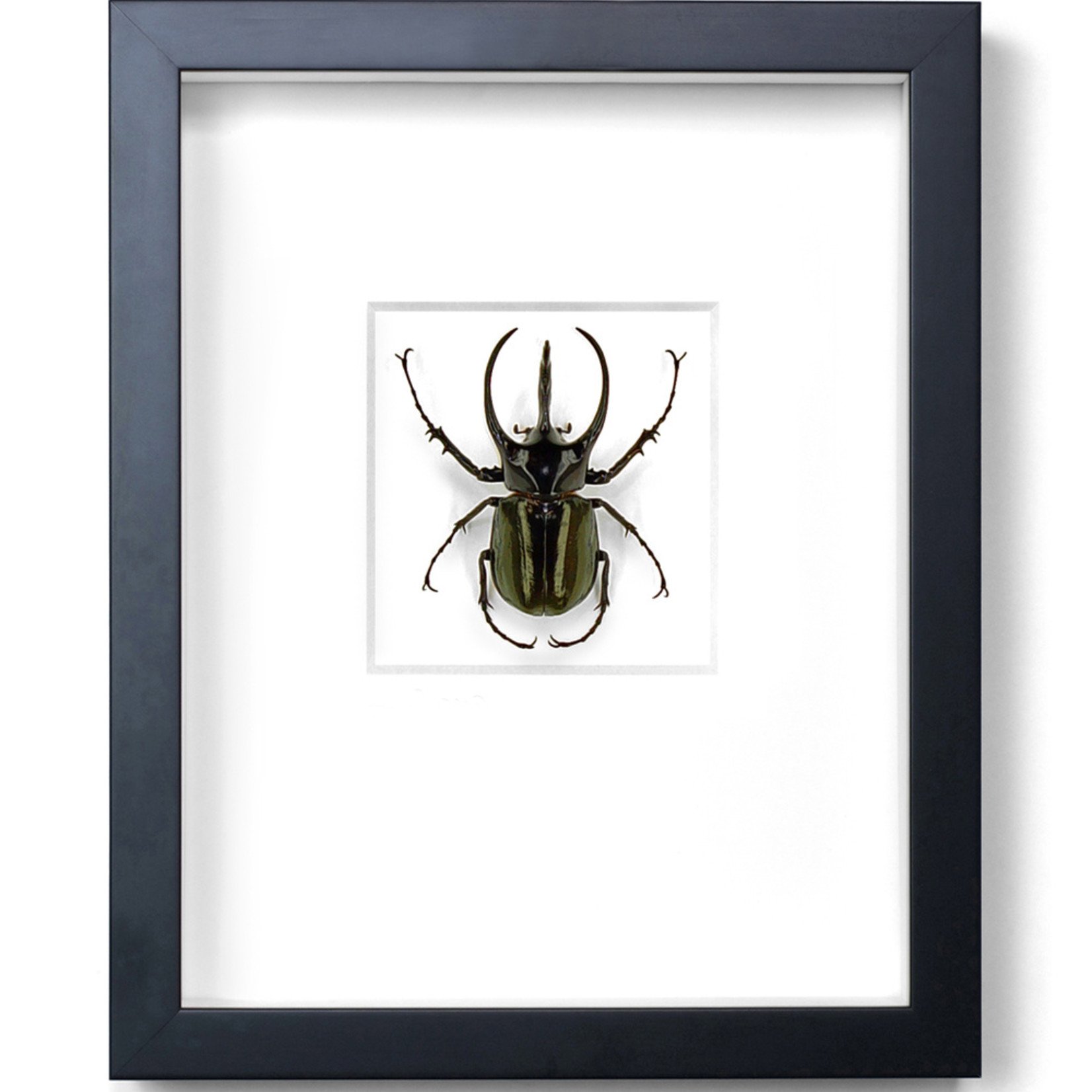 Atlas Beetle 11x14