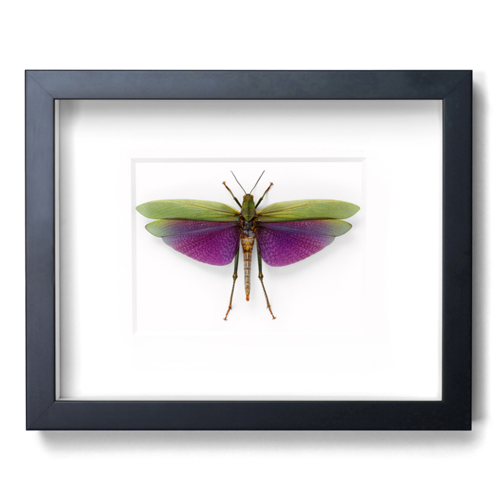 Amazonian Grasshopper 14x11