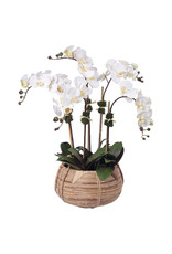 Floral Cream Phalaenopsis Orchids, 5 Stems in Basket