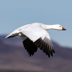 Snow Goose