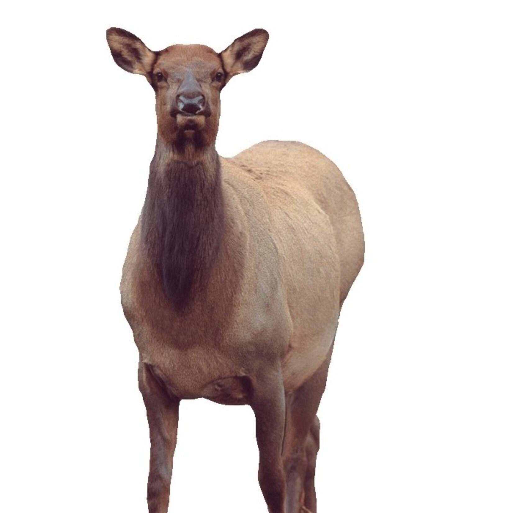 Montana Decoy Co. Montana Decoy Eichler Elk
