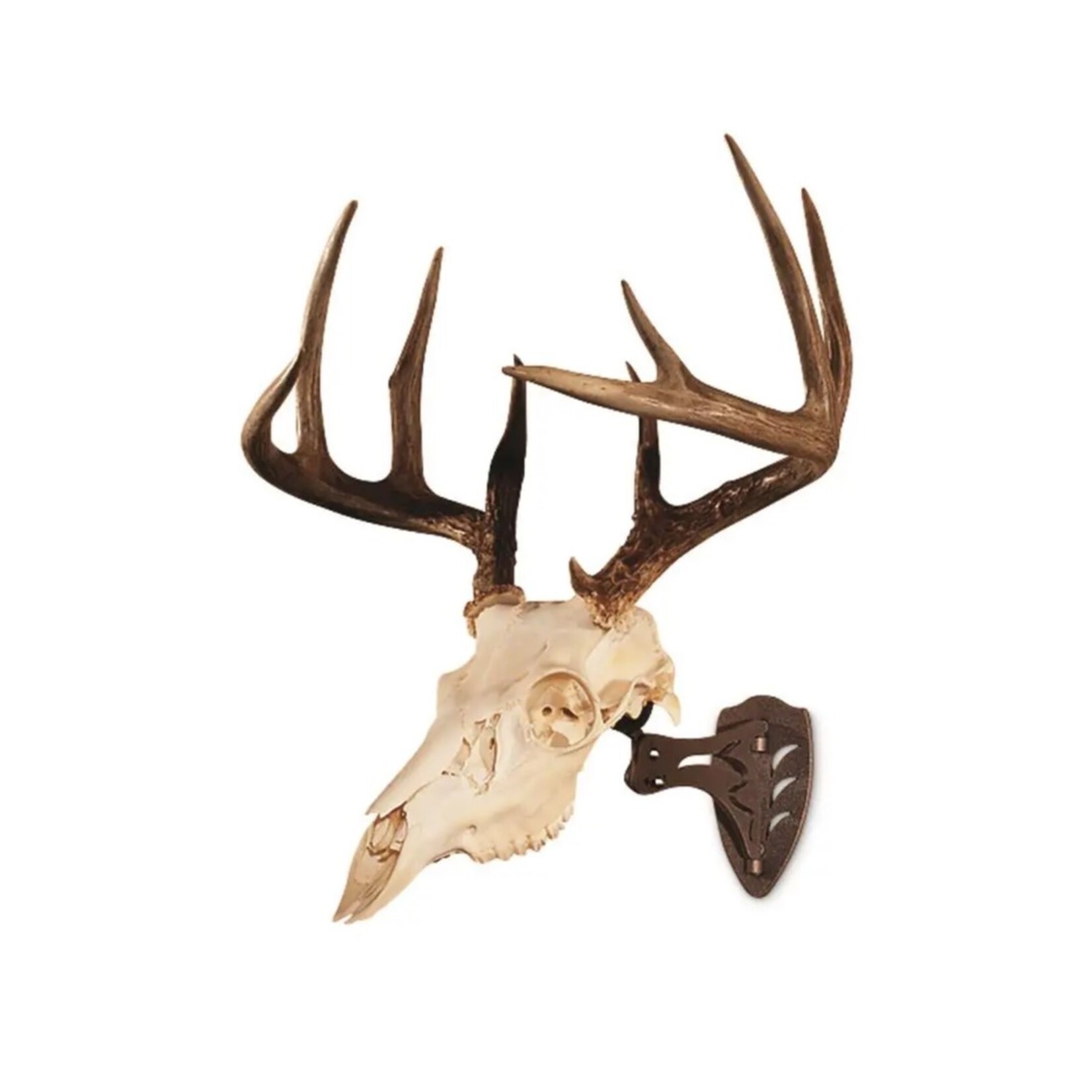 Skull Hooker Skull Hooker European Skull Mounting System