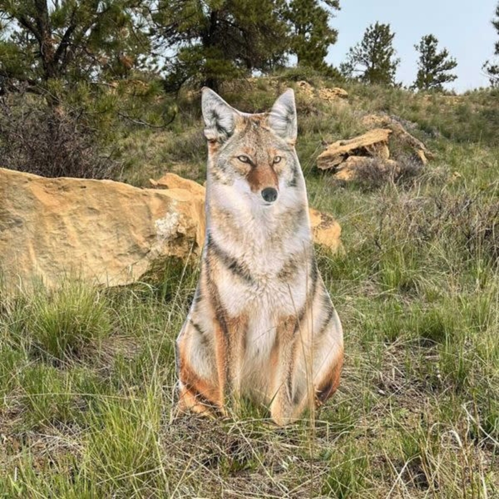 Montana Decoy Co. Montana Decoy Sitting Coyote Decoy