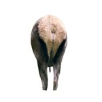 Montana Decoy Co. Montana Decoy Backcountry Elk