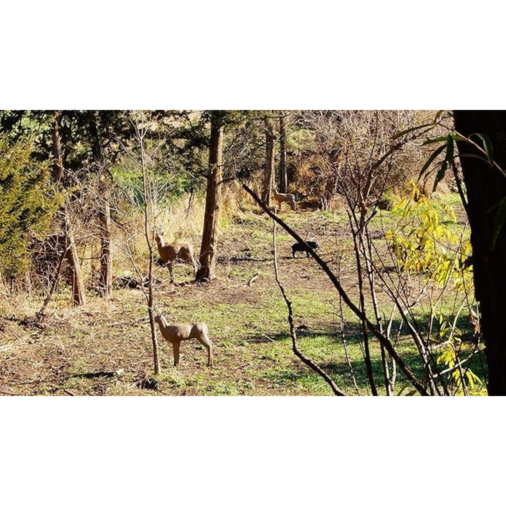 Shooter Targets Shooter Targets Shooter Buck 3D Archery Target w/ Insert