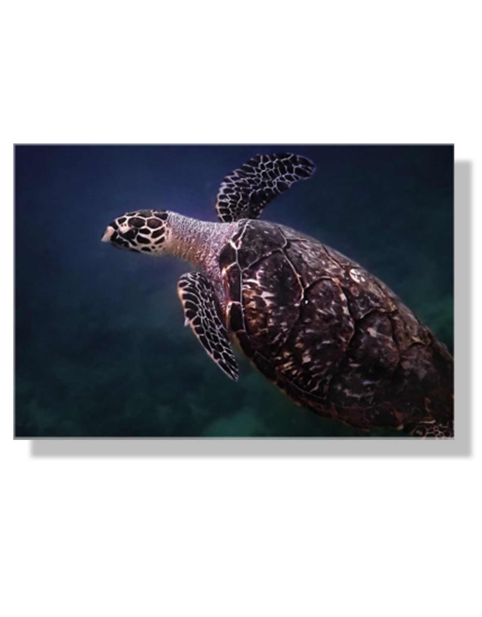 Charles W Gallery Wrapped Canvas Wall Art Print 003 Sea Turtle