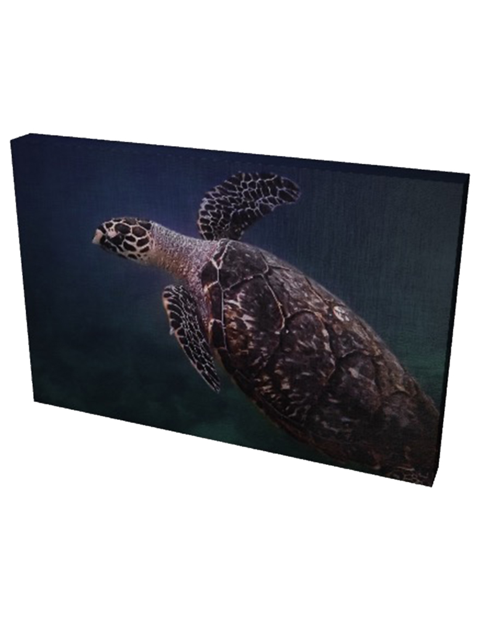 Charles W Gallery Wrapped Canvas Wall Art Print 003 Sea Turtle