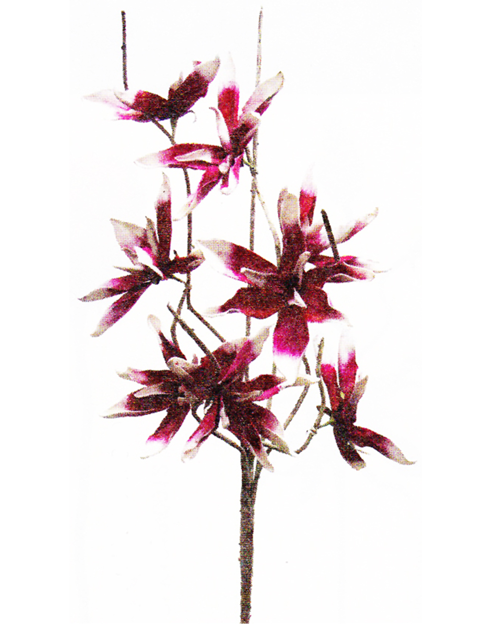 Botanica Stem 109 42 Inch W Pink And White Flowers