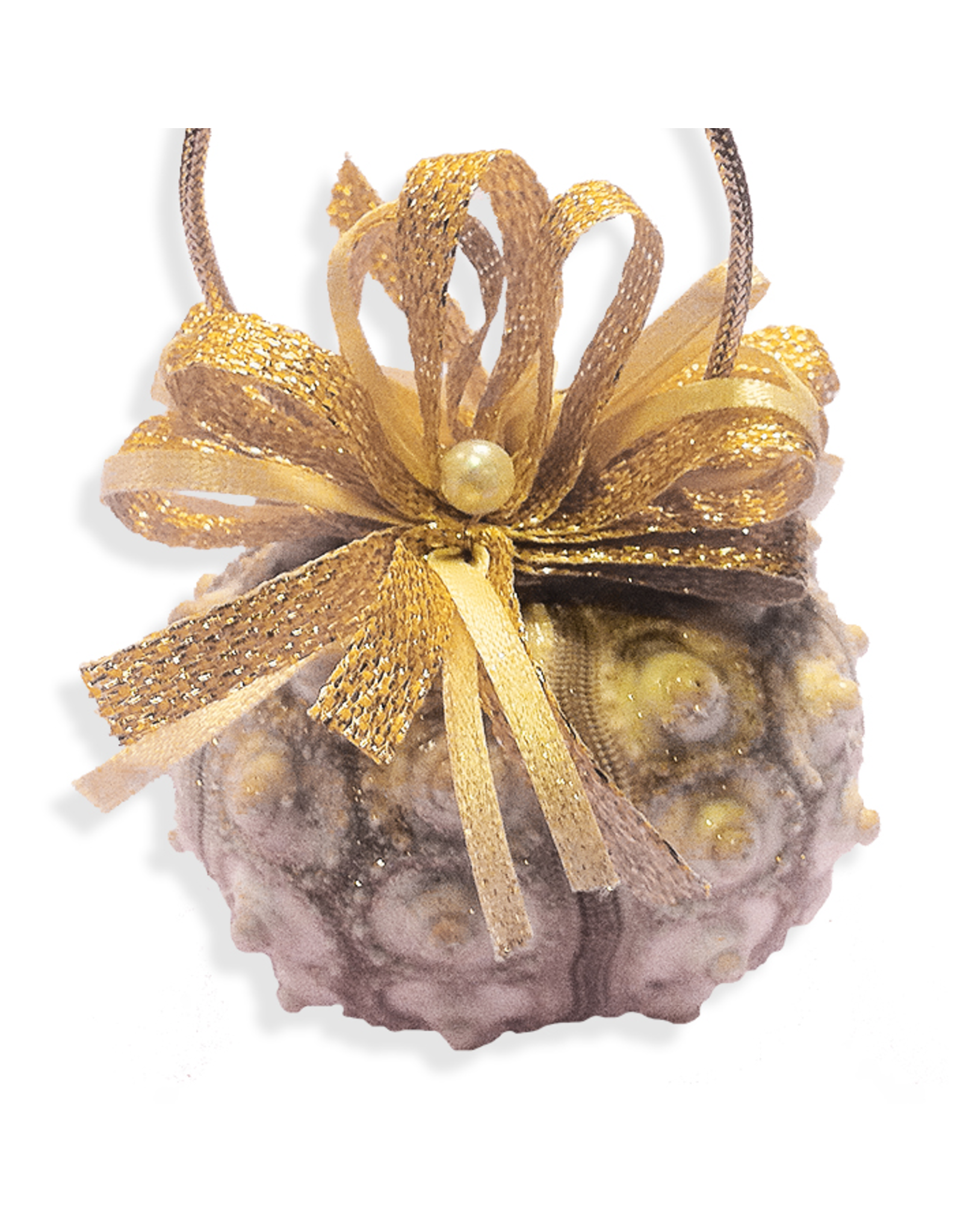 Treasures From The Sea Sea Urchin Shell Ornament TFTS-19