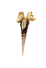 Treasures From The Sea Auger Sea Shell Ornament