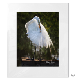 Maureen Terrien Photography Art Print Pier Egret Preening B 8x10 - 11x14 Matted