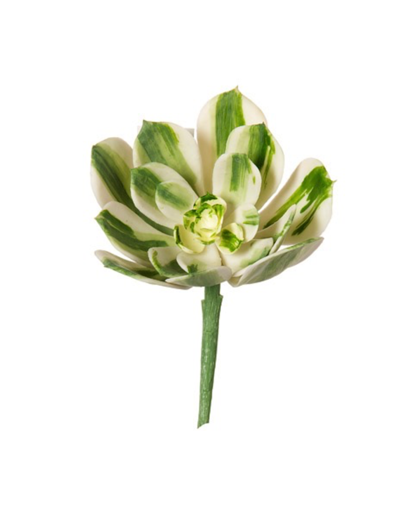 Darice Artificial Succulents Green w White Stripes Pick 3.75 inch