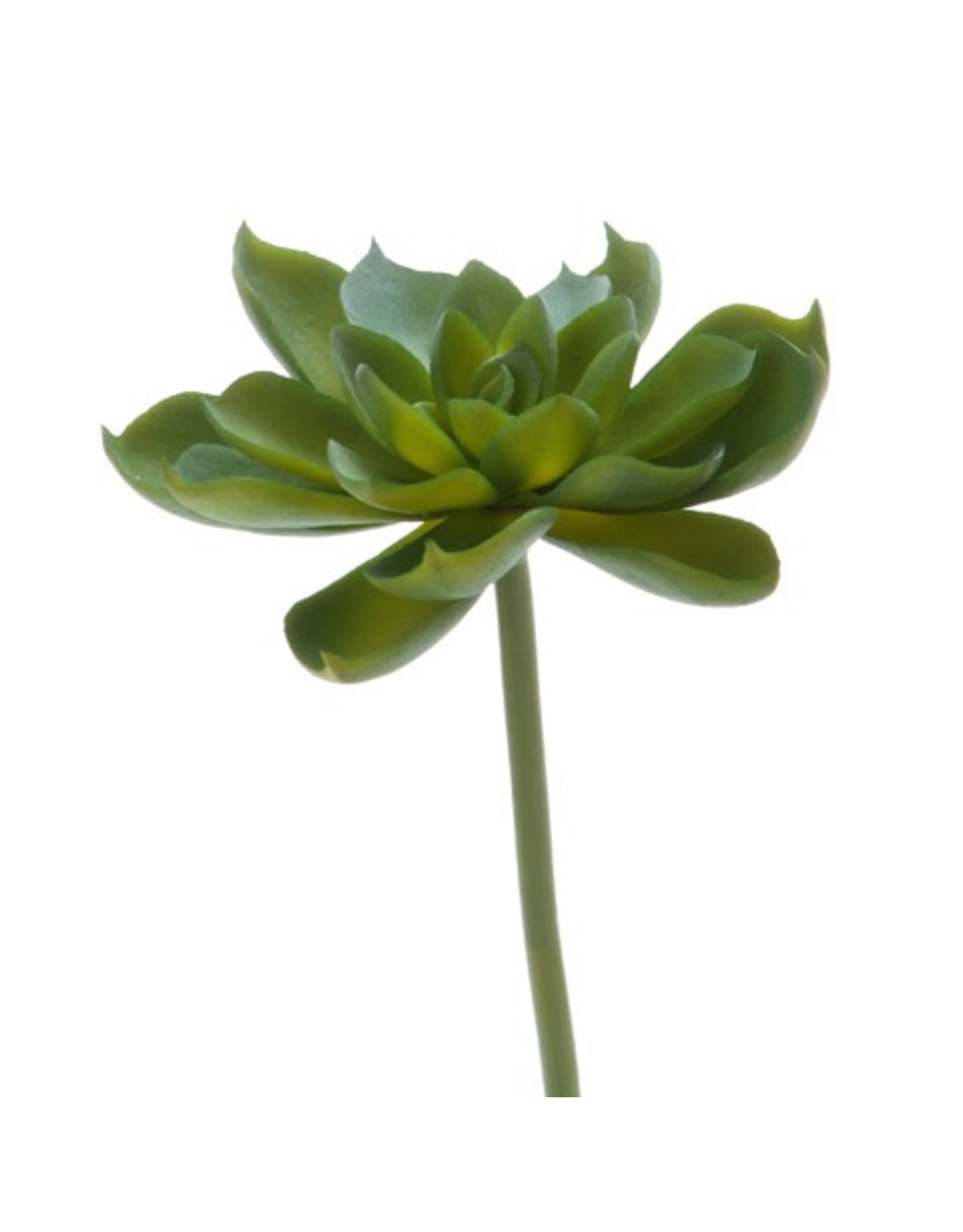 Darice DISP Faux Succulent Green Echeveria Rosette 4.5 inch