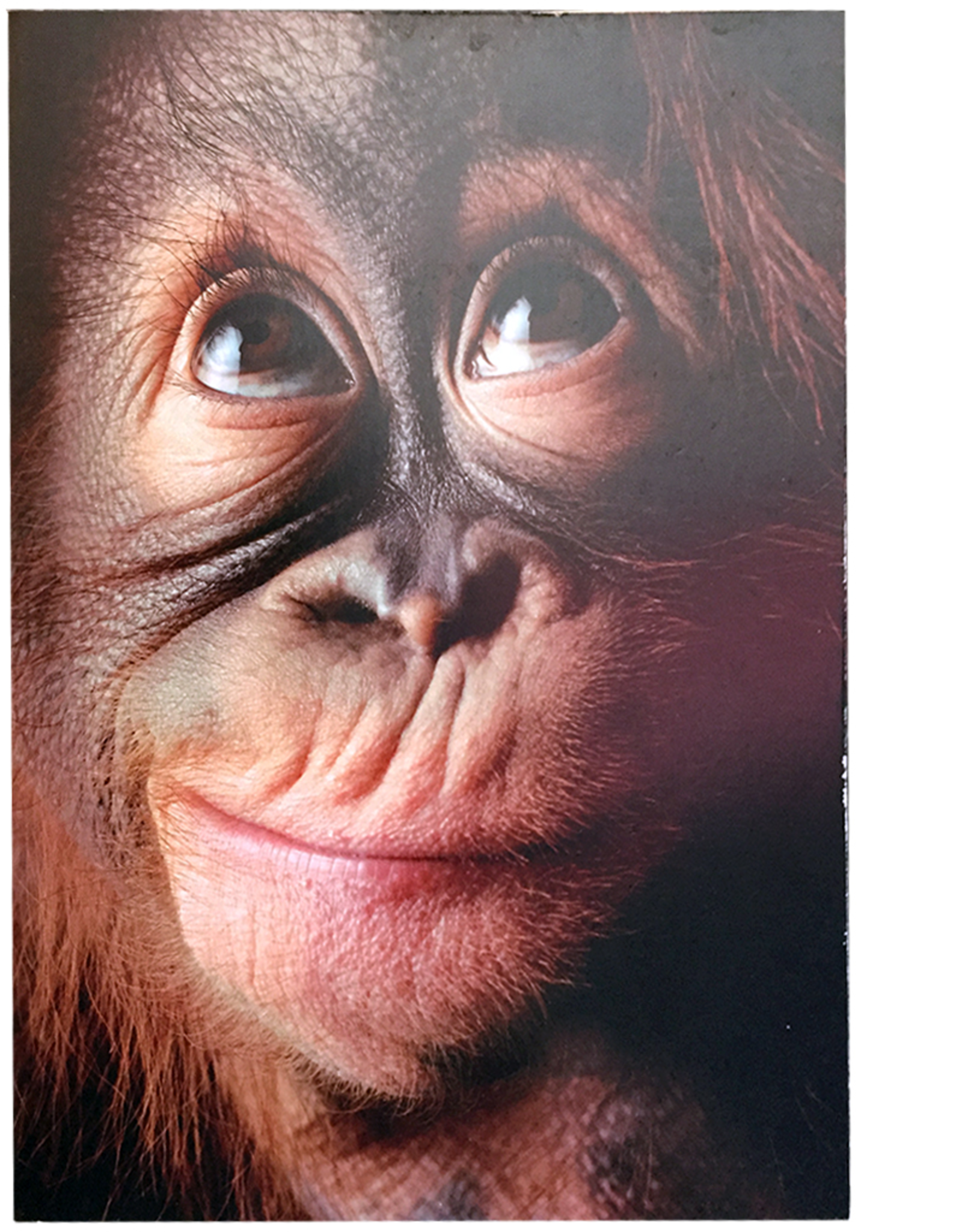 Fathers Day Card Evolved Dad Monkey Face