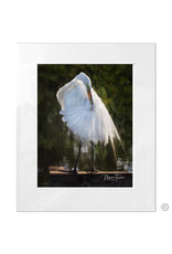 Maureen Terrien Photography Art Print Egret Preening B 11x14 - 16x20 Matted