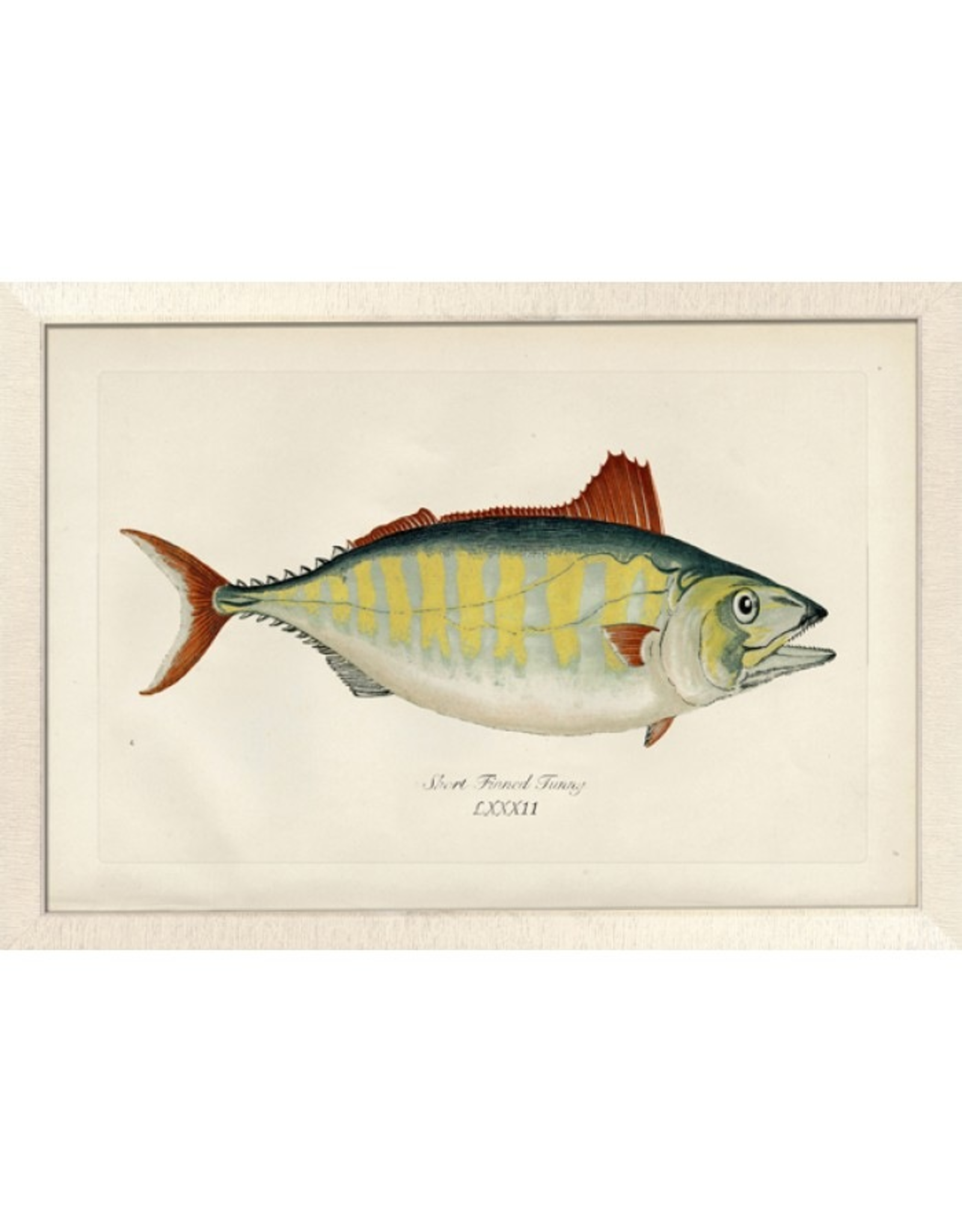 Wendover Art Group Large Short Finned Tuna w Off-White Frame 28x40