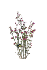 Premier Christmas Flowers Floral  Raspberry Blossom Branch