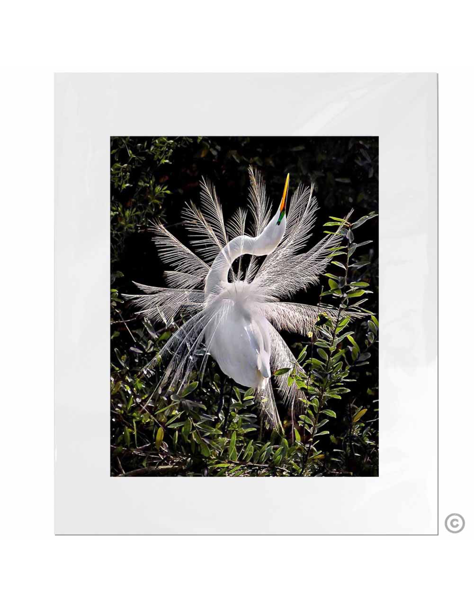 Maureen Terrien Photography Art Print Snowy egret A 11x14 - 8x10 Matted