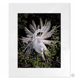 Maureen Terrien Photography Art Print Snowy egret A 11x14 - 8x10 Matted