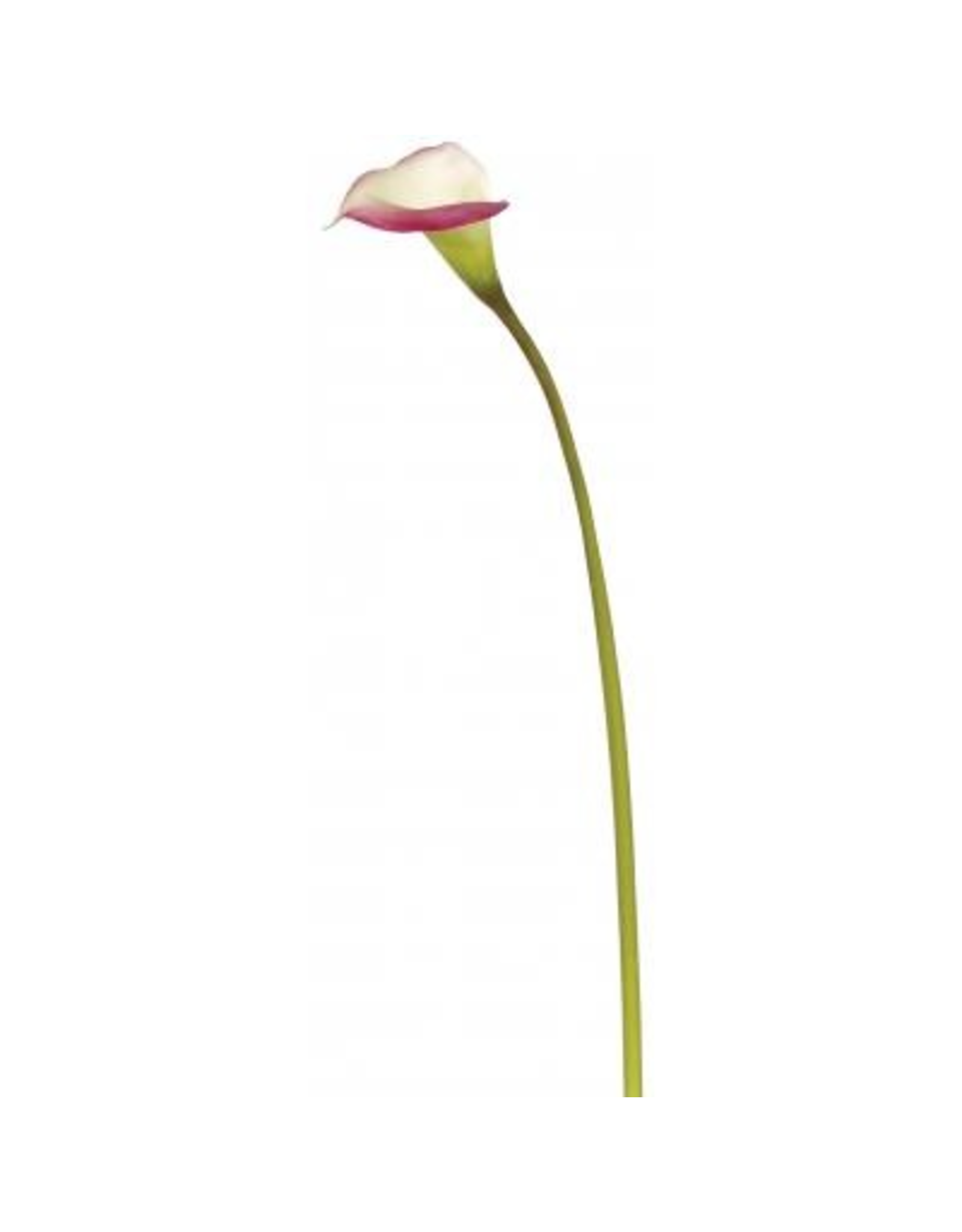 Winward Flowers Floral 95175.MVWH Calla Lilly Mauve/White
