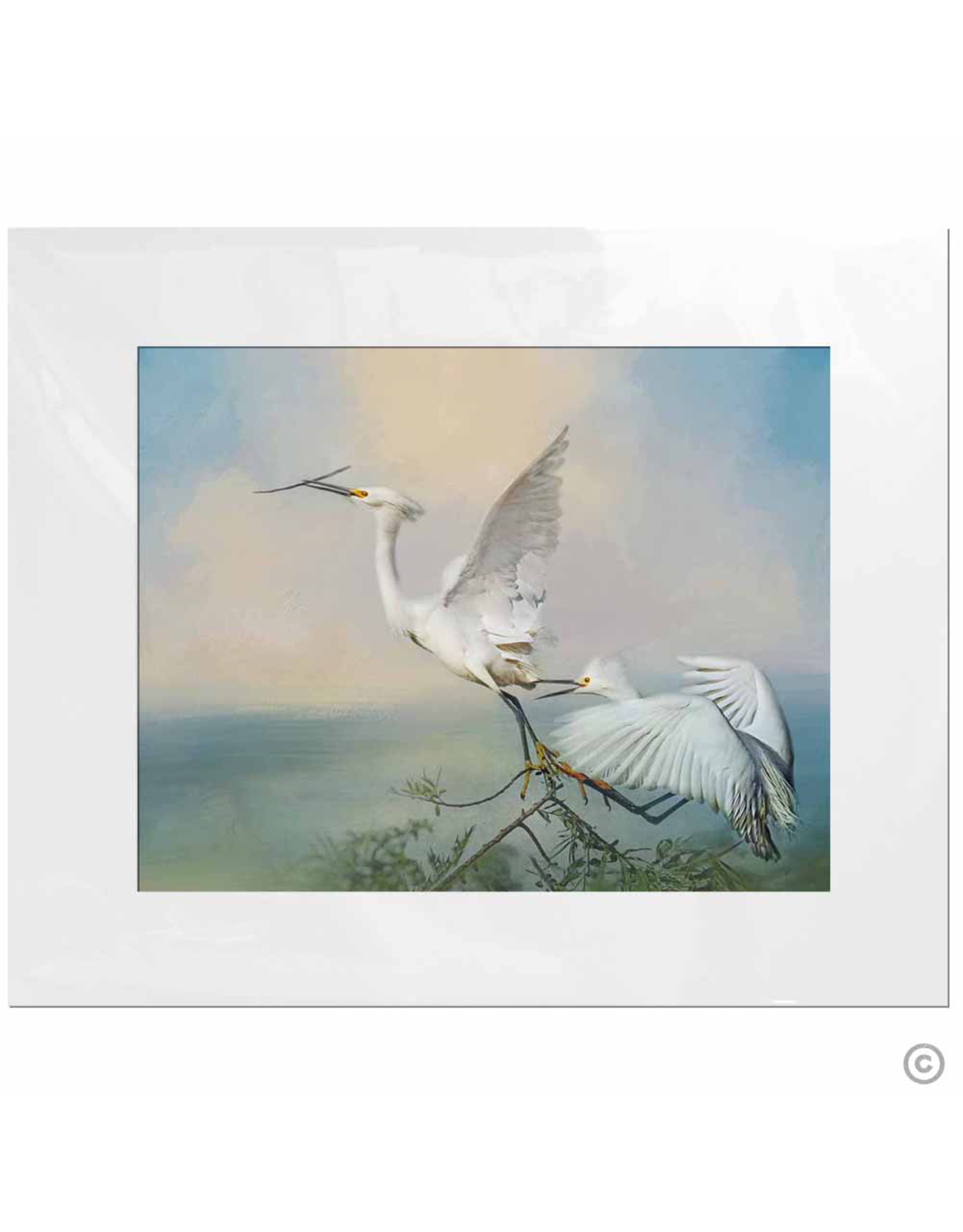 Maureen Terrien Photography Art Print Egret Taking Off 11x14 - 8x10 Matted