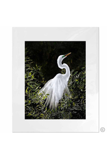 Maureen Terrien Photography Art Print Snowy Egret-B 11x14-8x10 Matted