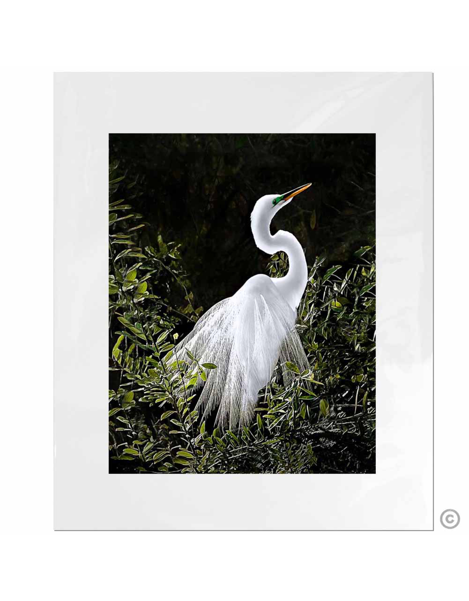 Maureen Terrien Photography Art Print Snowy Egret-B 11x14-8x10 Matted