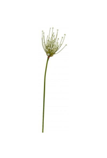 Winward Flowers Floral 95065.WW Allium