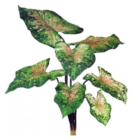 Winward Flowers Floral 50112.RG Caladium Bush