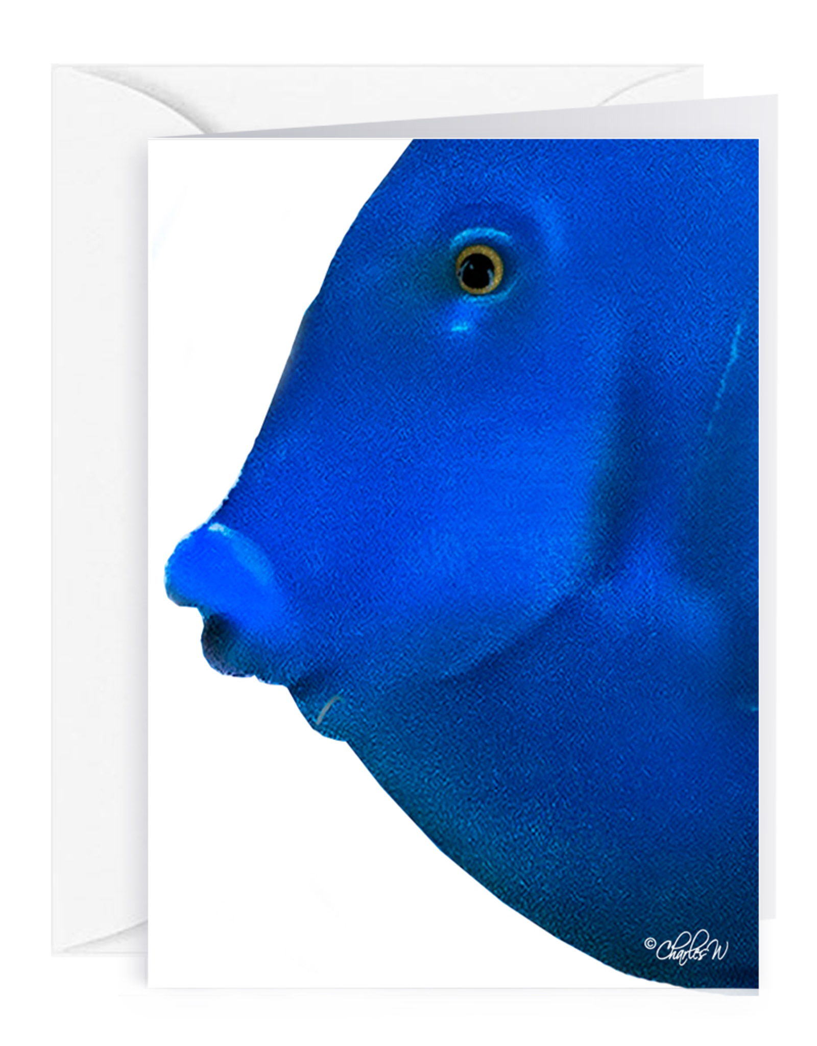 By The Seas-N Greetings Blank Note Card - Cash - Gift Card Holder - Blue Fish I