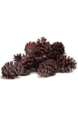 K&K Interiors Pine Cones Decorations 12Pk Brownish-Red W Ice Frost Accents