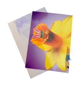 Avanti Easter Cards Bunny Frog in Spring Yellow Flower
