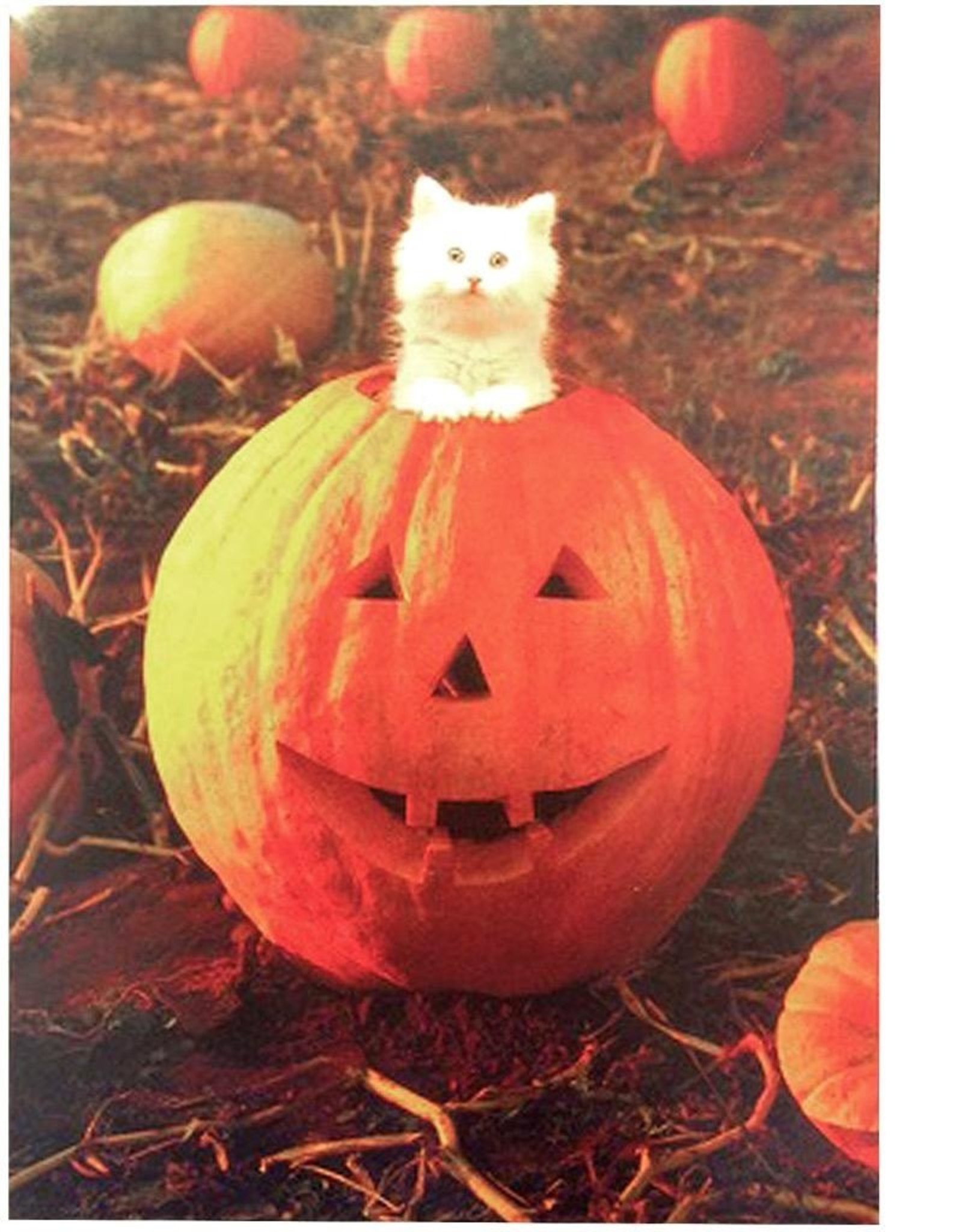 Avanti Halloween Card Cat in Pumpkin Happy Pumpkin Day