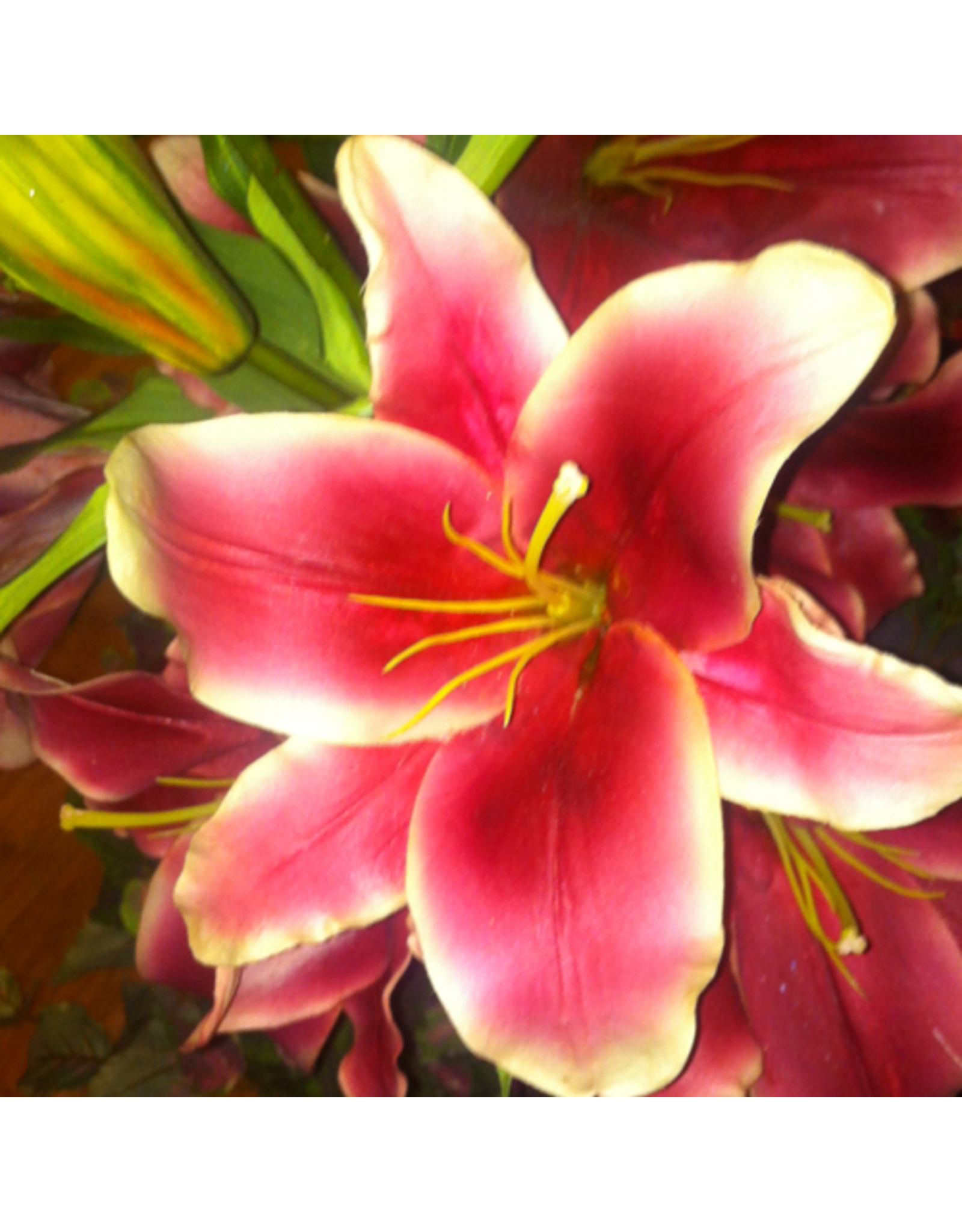 Winward Flowers Floral 97323.OH Orhid red-Pink Lily Casablanca Open 43 inch