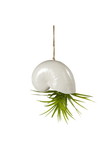 Midwest-CBK Hanging Shell Ornament 4 inch Planter for Air Plants
