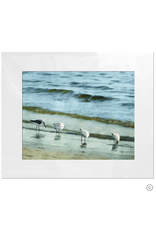 Maureen Terrien Photography Art Print 4 Sandpipers I 11x14 - 8x10 Matted