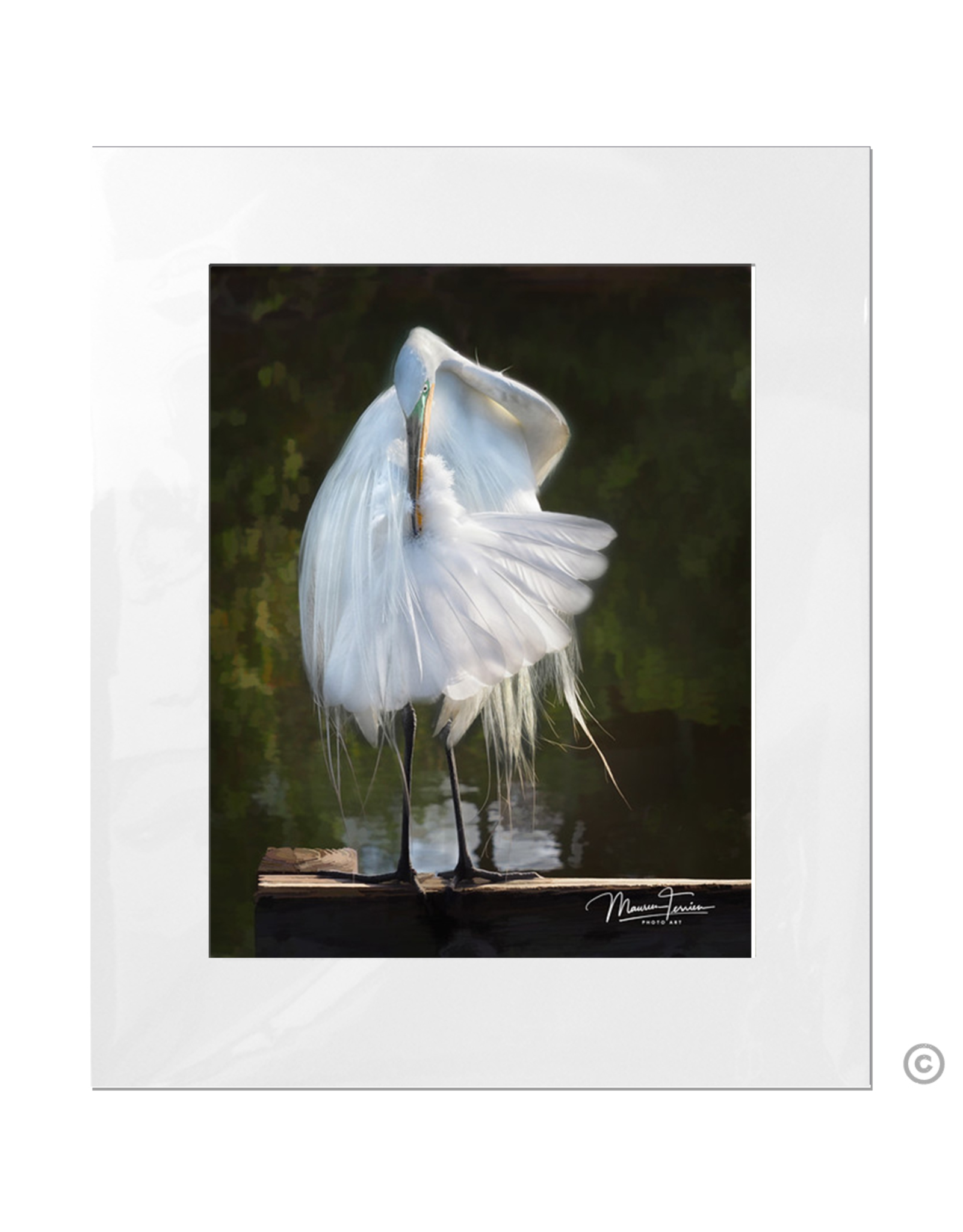 Maureen Terrien Photography Art Print Egret Preening C 11x14 - 16x20 Matted