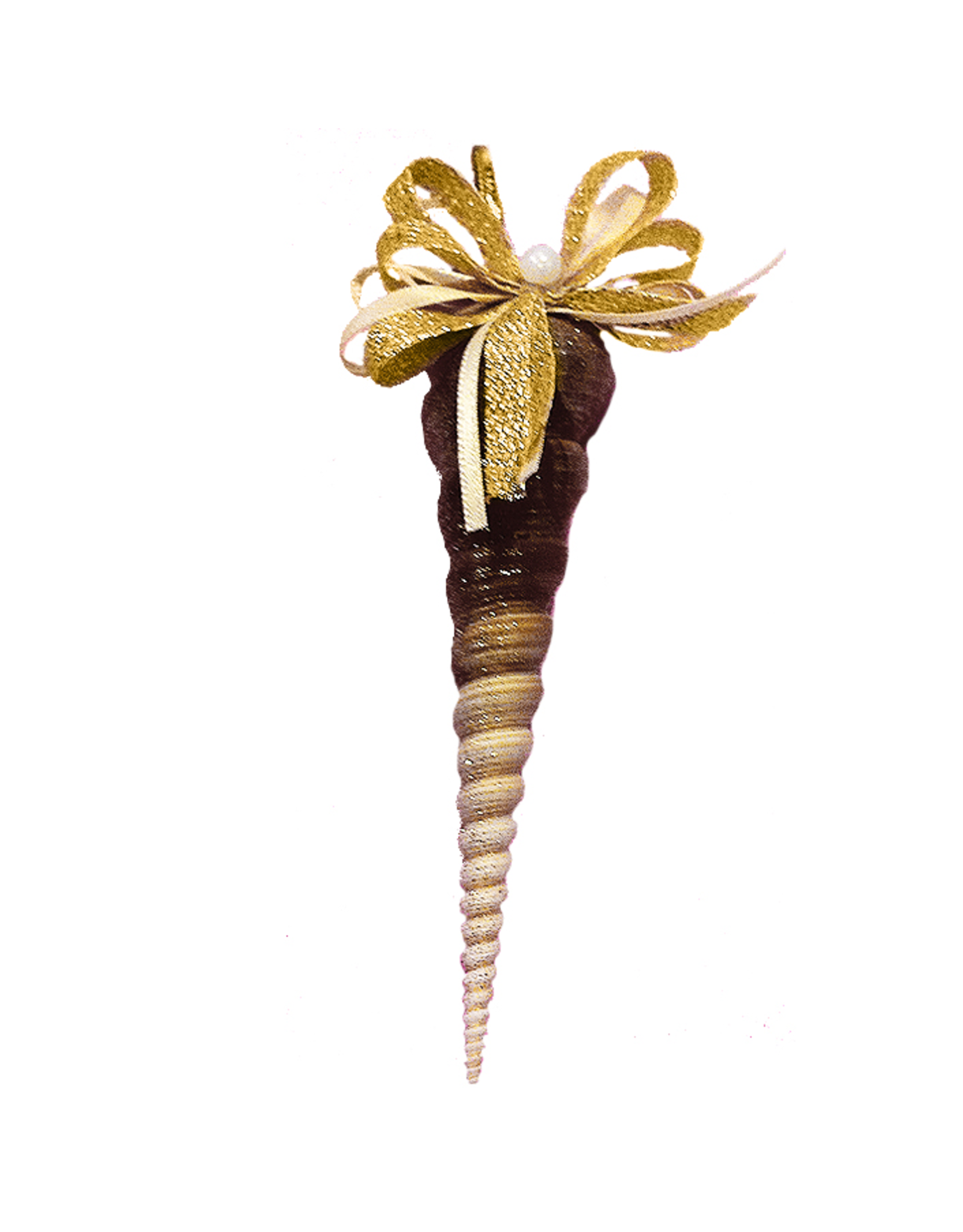 Treasures From The Sea Auger Sea Shell Ornament