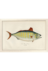 Wendover Art Group Large Short Finned Tuna w Off-White Frame 28x40