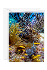 By The Seas-N Greetings Blank Note Card - Cash - Gift Card Holder - Reef II