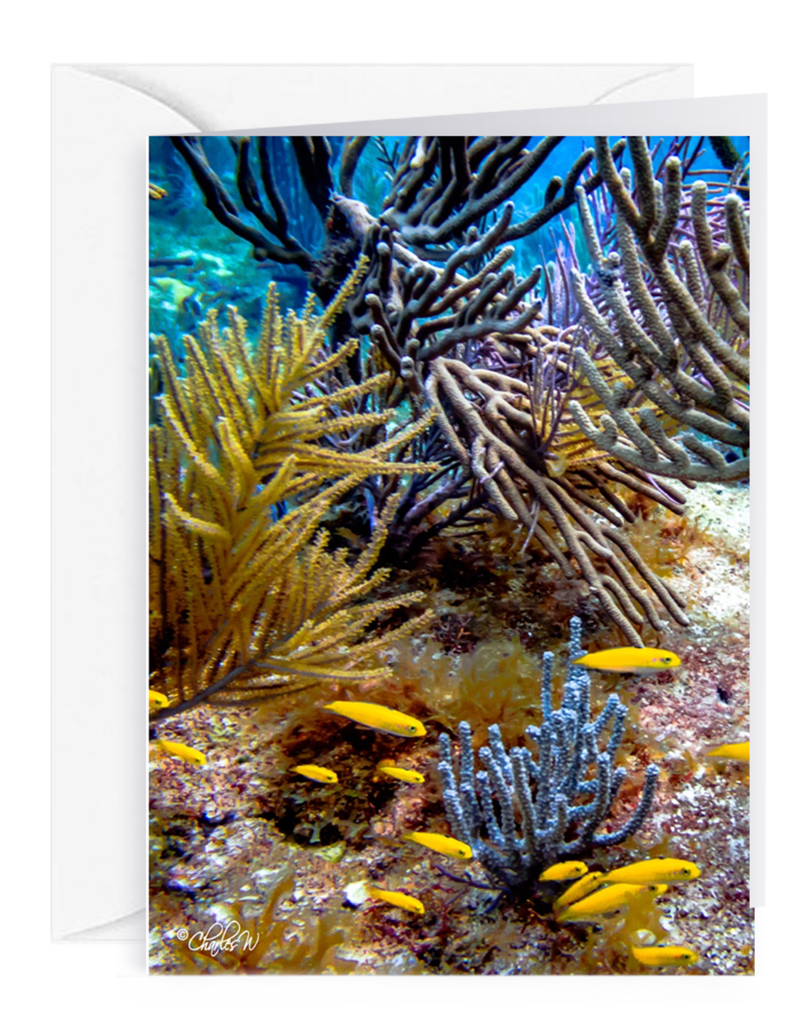 By The Seas-N Greetings Blank Note Card - Cash - Gift Card Holder - Reef II