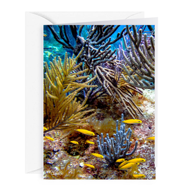By The Seas-N Greetings Blank Note Card - Cash - Gift Card Holder - Reef II