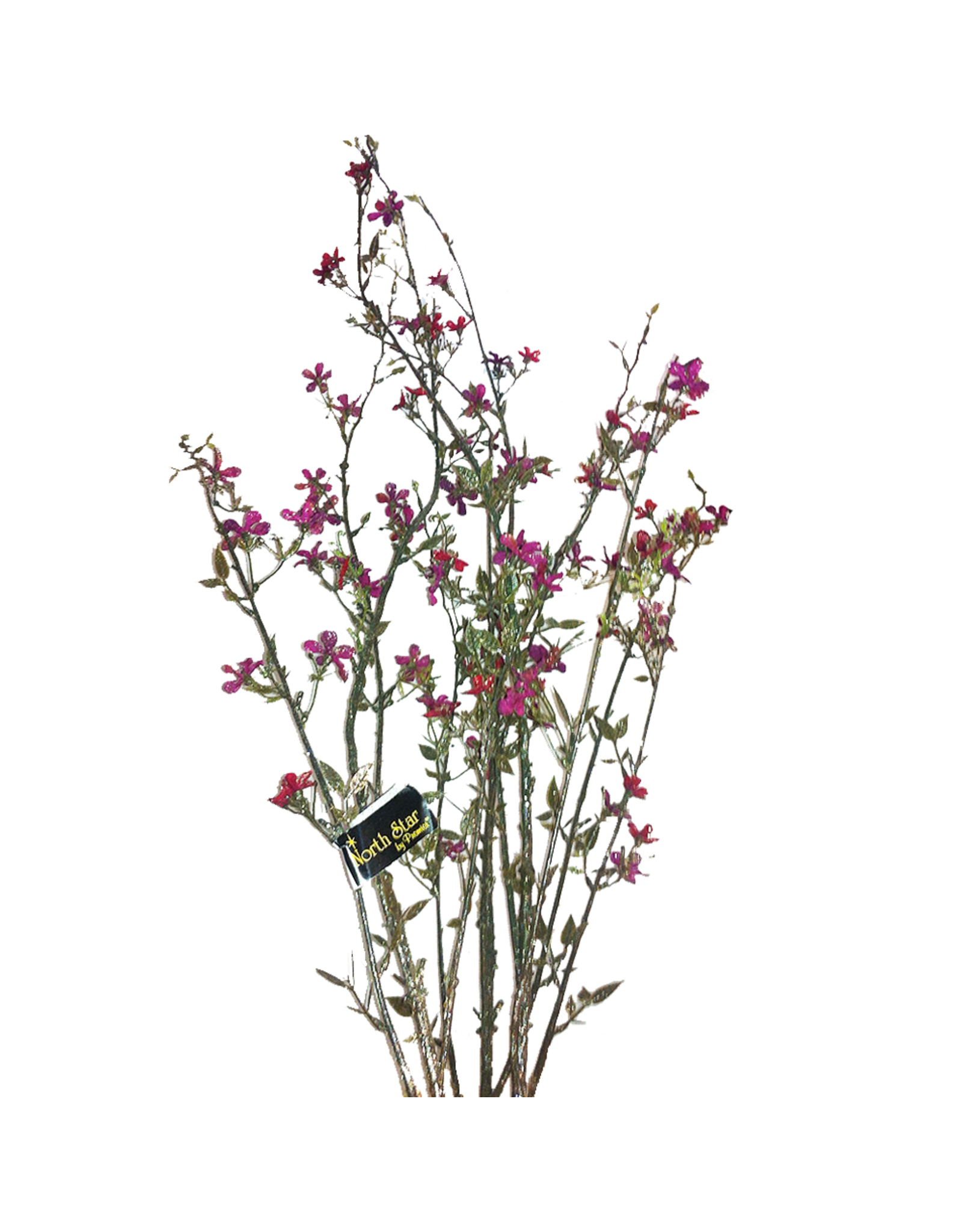 Premier Christmas Flowers Floral  Raspberry Blossom Branch