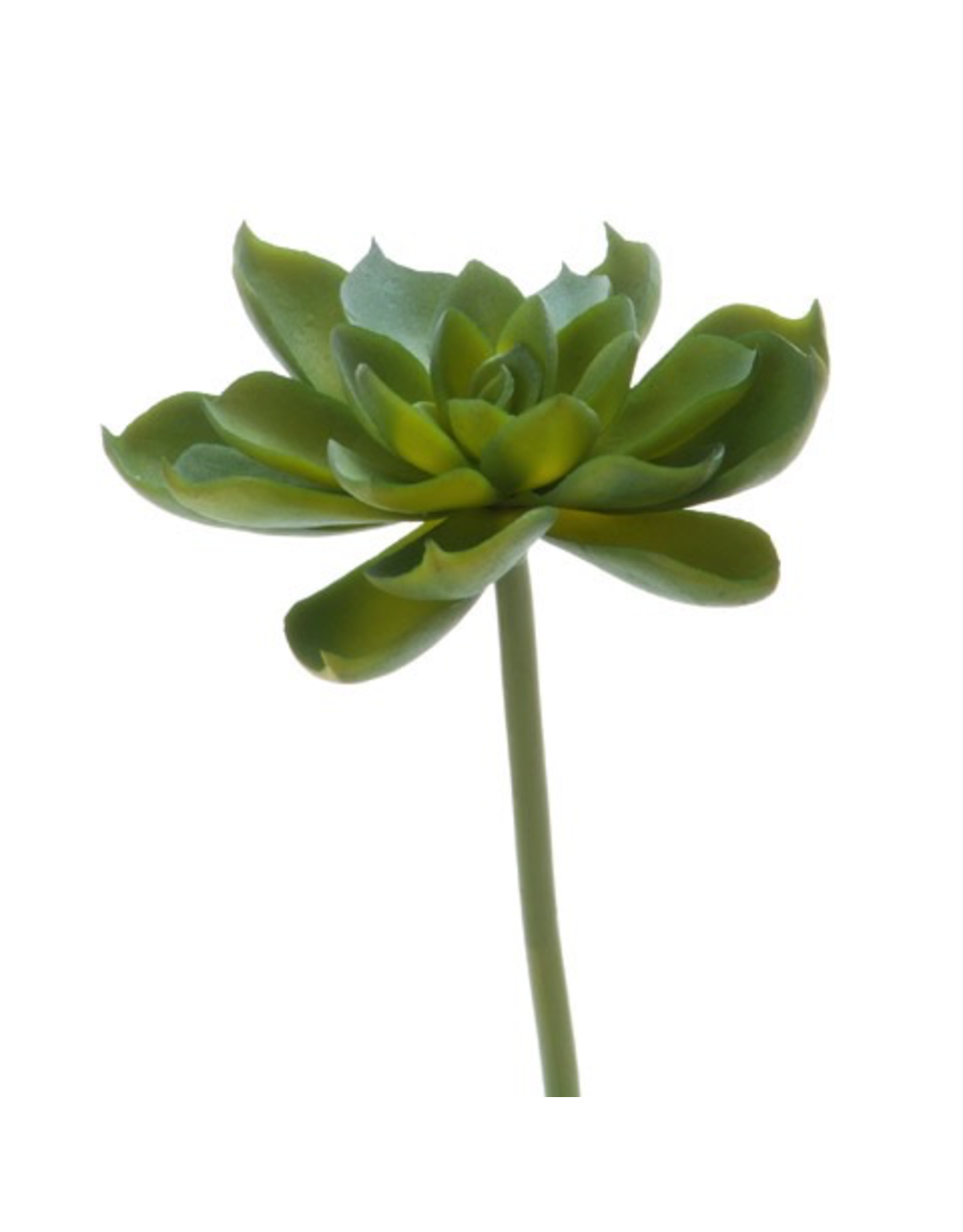Darice Faux Succulent Green Echeveria Rosette 4.5 inch
