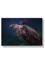 Charles W Gallery Wrapped Canvas Wall Art Print 003 Sea Turtle