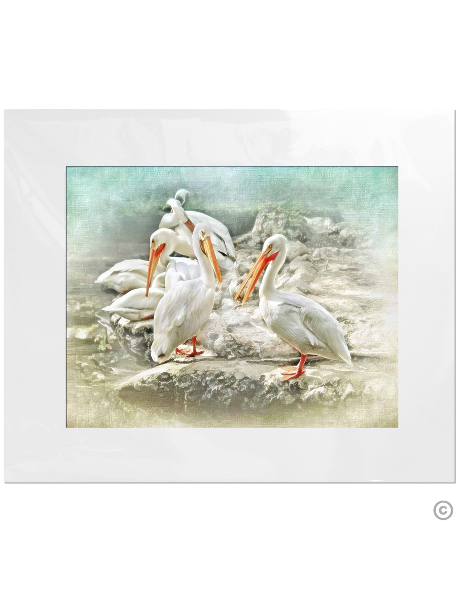 Maureen Terrien Photography Art Print Pelicans 11x14 - 8x10 Matted