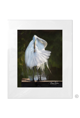 Maureen Terrien Photography Art Print Pier Egret Preening C 8x10 - 11x14 Matted