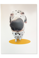 Fathers Day Card About Face - Easy To Spot Dalmation Dog