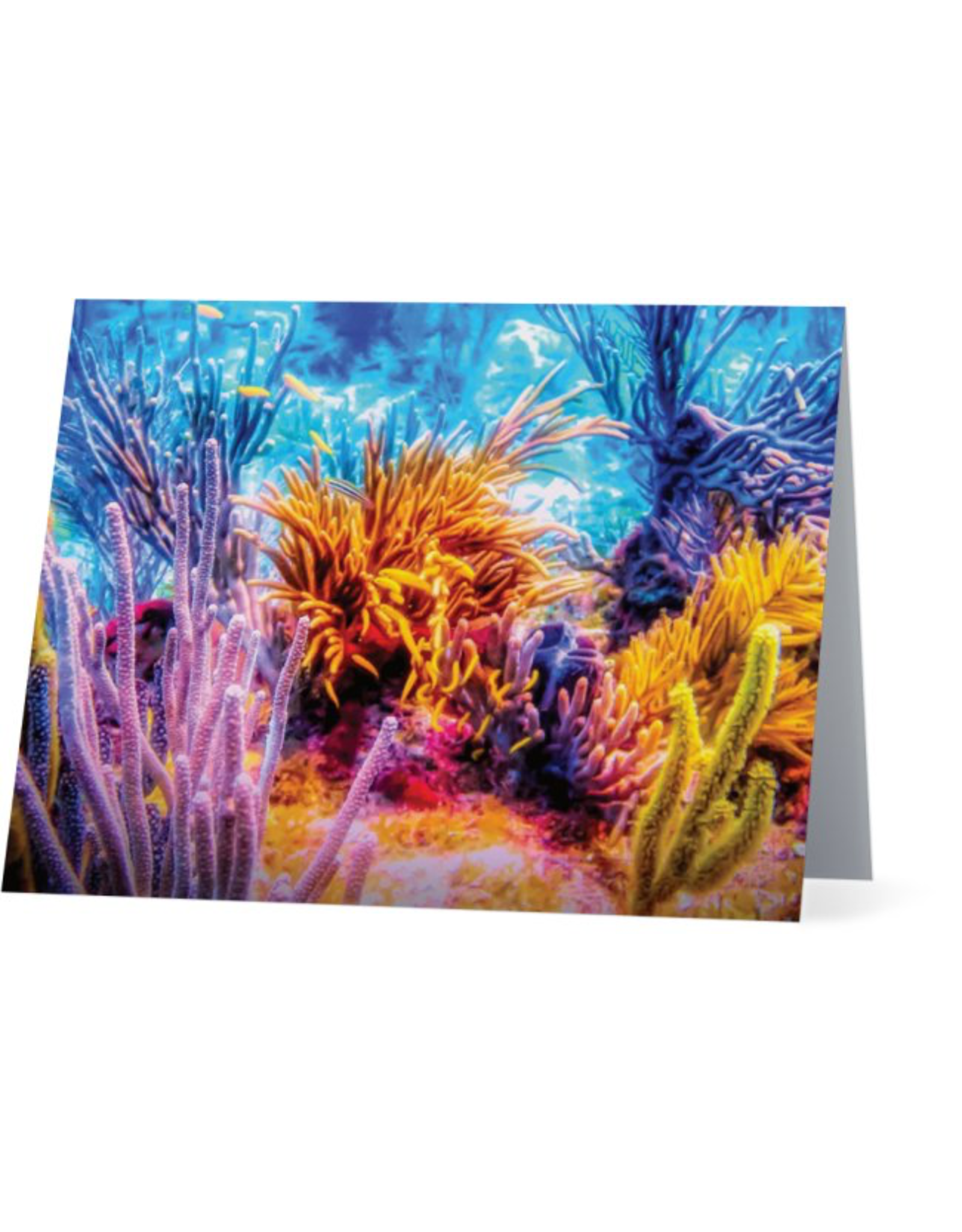 By The Seas-N Greetings Blank Note Card Coral Reef Fiesta